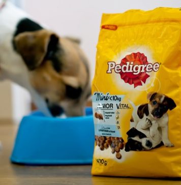 Why Is It Important To Groom Your Dog At Home?