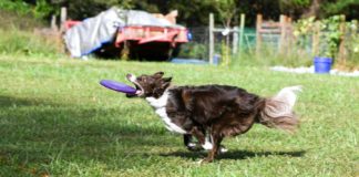 Why-You-Should-Look-For-The-Smart-Pet-Gadgets-on-nextreading