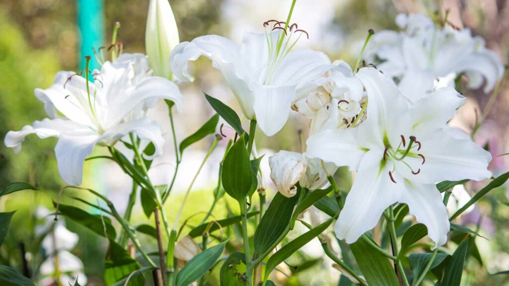 Alstroemeria-Problems-Culprits-Behind-Peruvian-Lily-Issues-on-nextreading