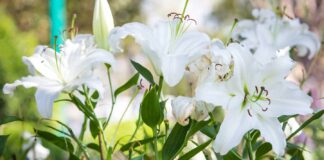 Alstroemeria-Problems-Culprits-Behind-Peruvian-Lily-Issues-on-nextreading